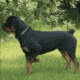 AKC Rottweiler Puppy Ready For Her New Home